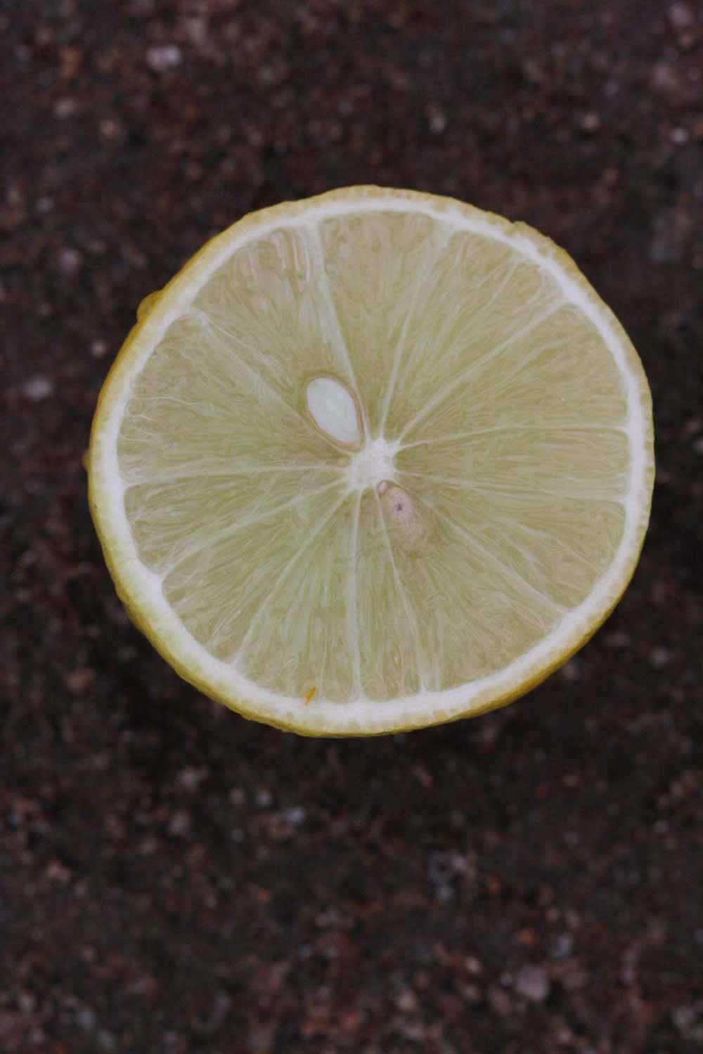           Fruit cross-section (Thornless Mexican lime, Riverside, CA)   